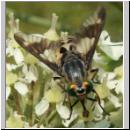 Chrysops relictus - Bremse w08.jpg